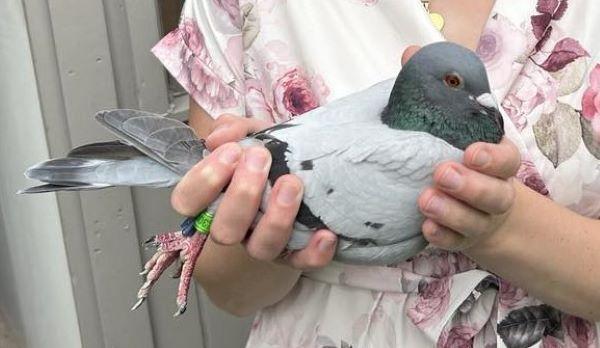 BE23-3097947 '947' > 1e A1 Argenton III 24 >Dieter & Steffi Vandromme (+Foto)*