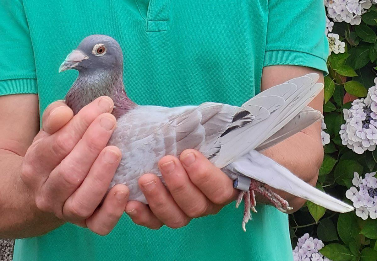 BE20-3062776 'Super Stero' > 2e NAT/1e A1/1e PR Marseille 24 >Luc Decabooter (+Foto/Stamboom)