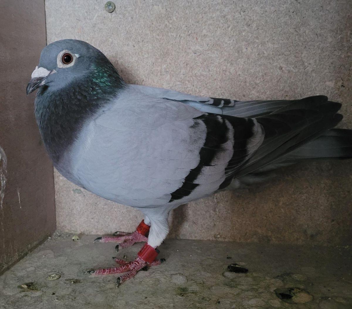 BE22-5064188 'Bolts Best Kittel' > 1e Gien 28/07/24 VB OOST-ZUID-OOST >gebr & Kenny Raets (+Foto/Stamboom)