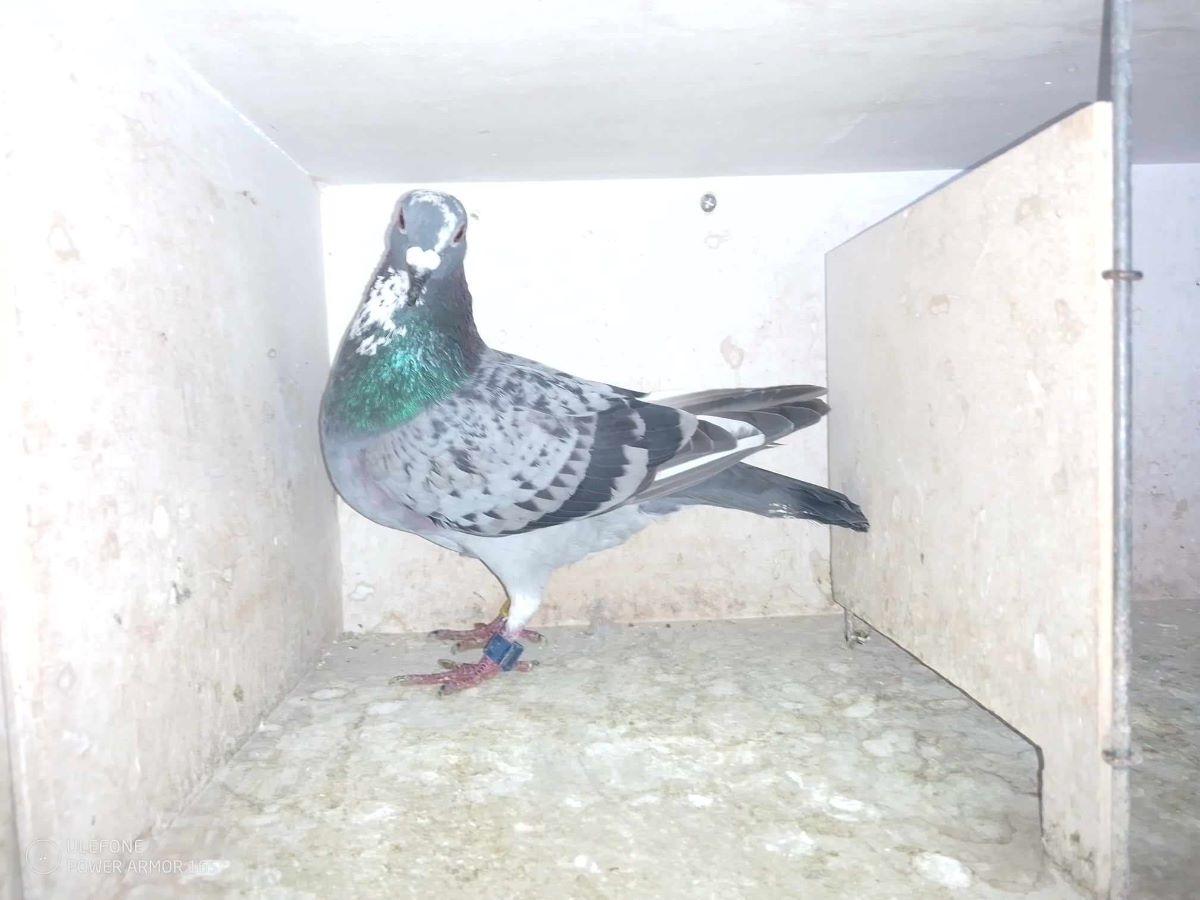 BE24-4124055 'Raket' > 4e NAT/1e A3/1e PR Argenton IV 24 >Alex De Zutter (+Film/Foto/Stamboom)*