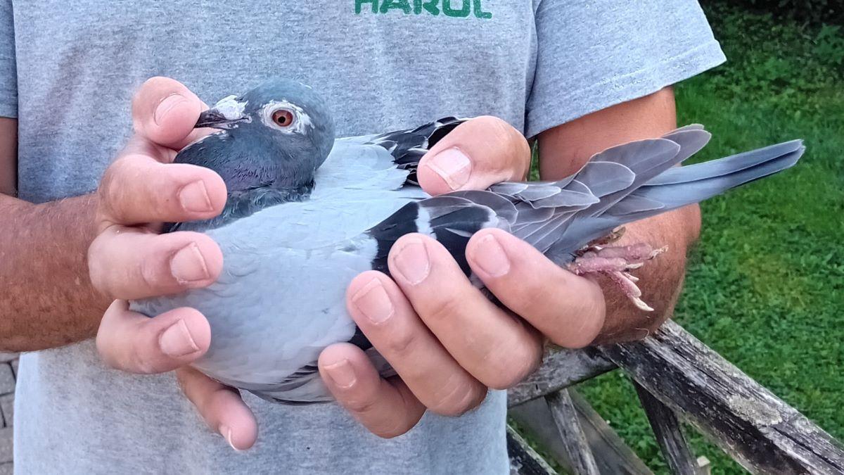 BE24-2093804 'Soupke' > 1e St Soupplets 10/08/24 OBRAVIT >Eddy Claes (+Foto/Stamboom)*