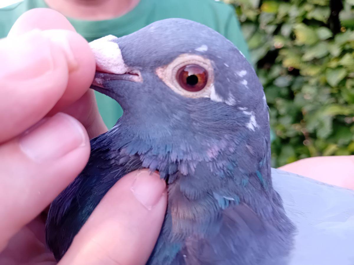 BE24-2093839 '839' > 1e Soissons 28/07/24 OBRAVIT >Eddy Claes (+Foto/Stamboom)*