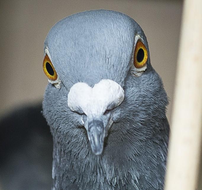 Lokaalmedewerker steelt jarenlang duiven uit de manden