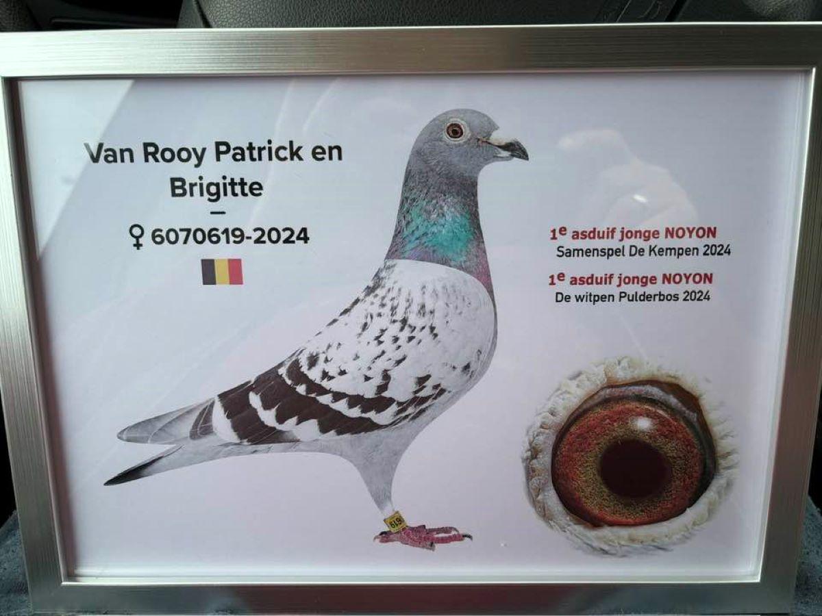 BE24-6070619 '619' 1e Asduif Grote Snelheid 24 KEMPEN >PATRICK & BRIGITTE VAN ROOY (+Foto)!