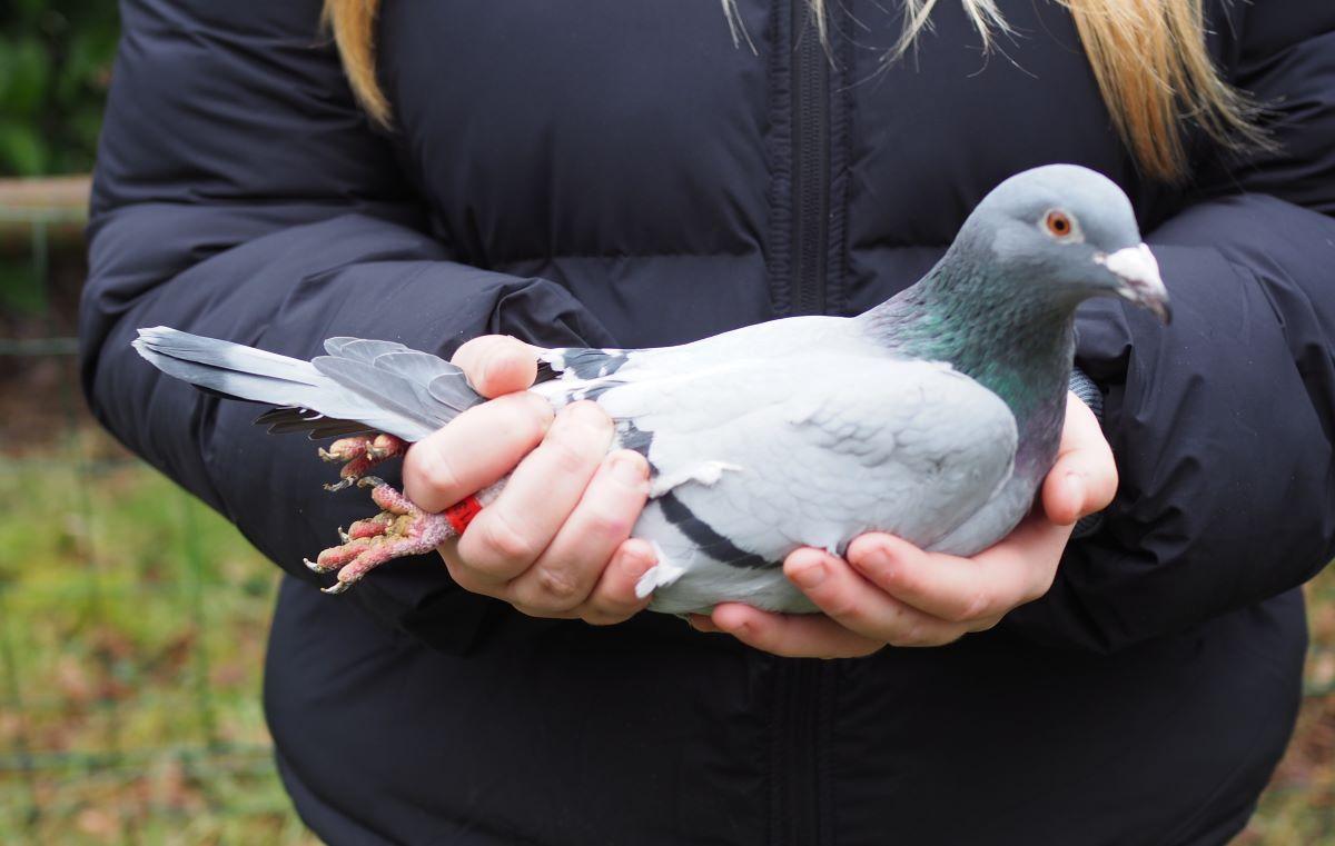 pitts-ceulemans-ete-pitts-be22-6147136-melanieke-frontaal-1.jpg