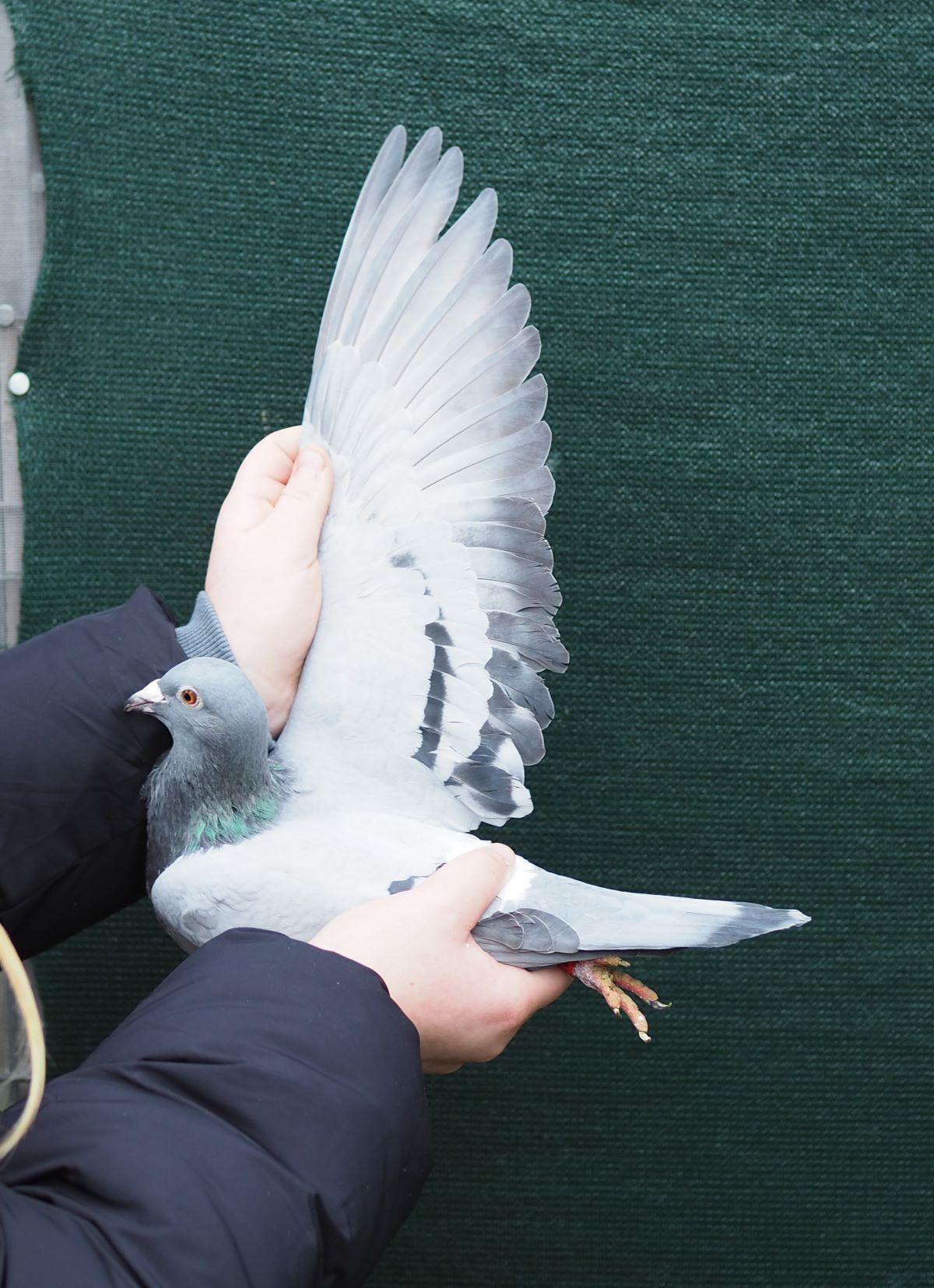 pitts-ceulemans-ete-pitts-be22-6147136-melanieke-vleugel-1.jpg