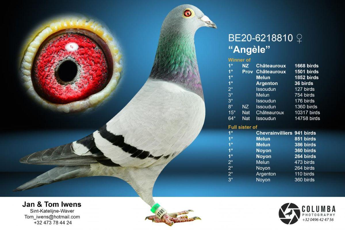 pitts-iwens-jt-pitts-be20-6218810-angele-foto-1.jpg