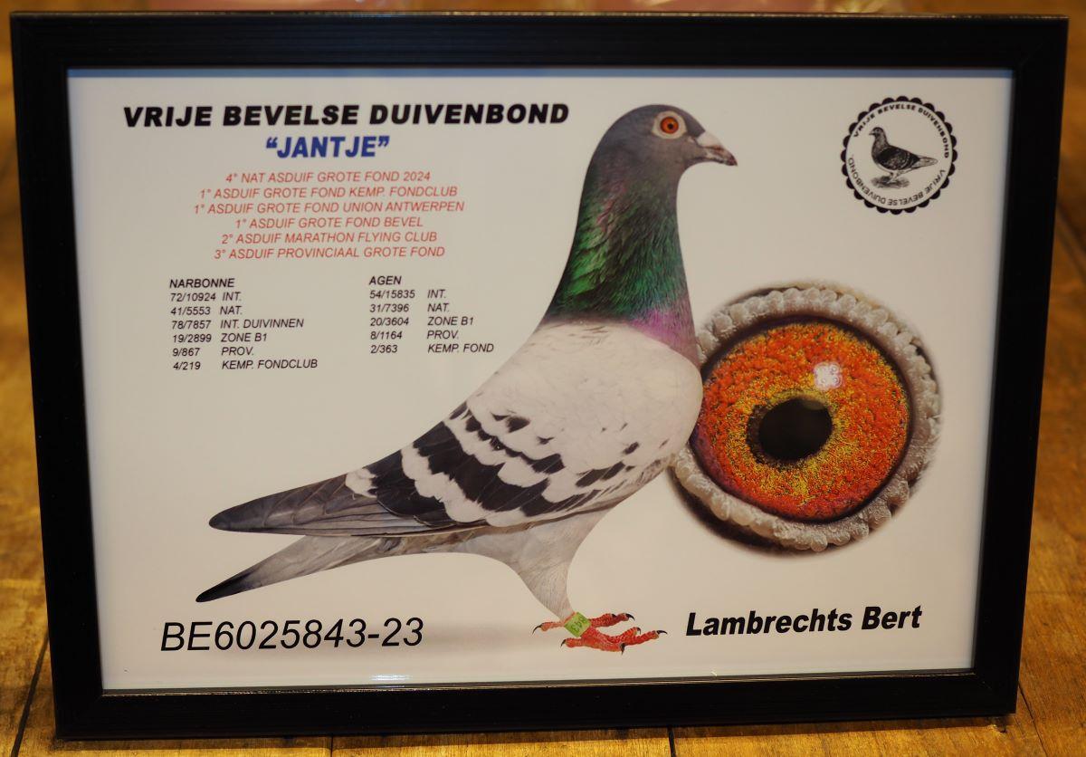 pitts-lambrechts-pigeons-pitts-be23-6025843-jantje-foto-2024.jpg