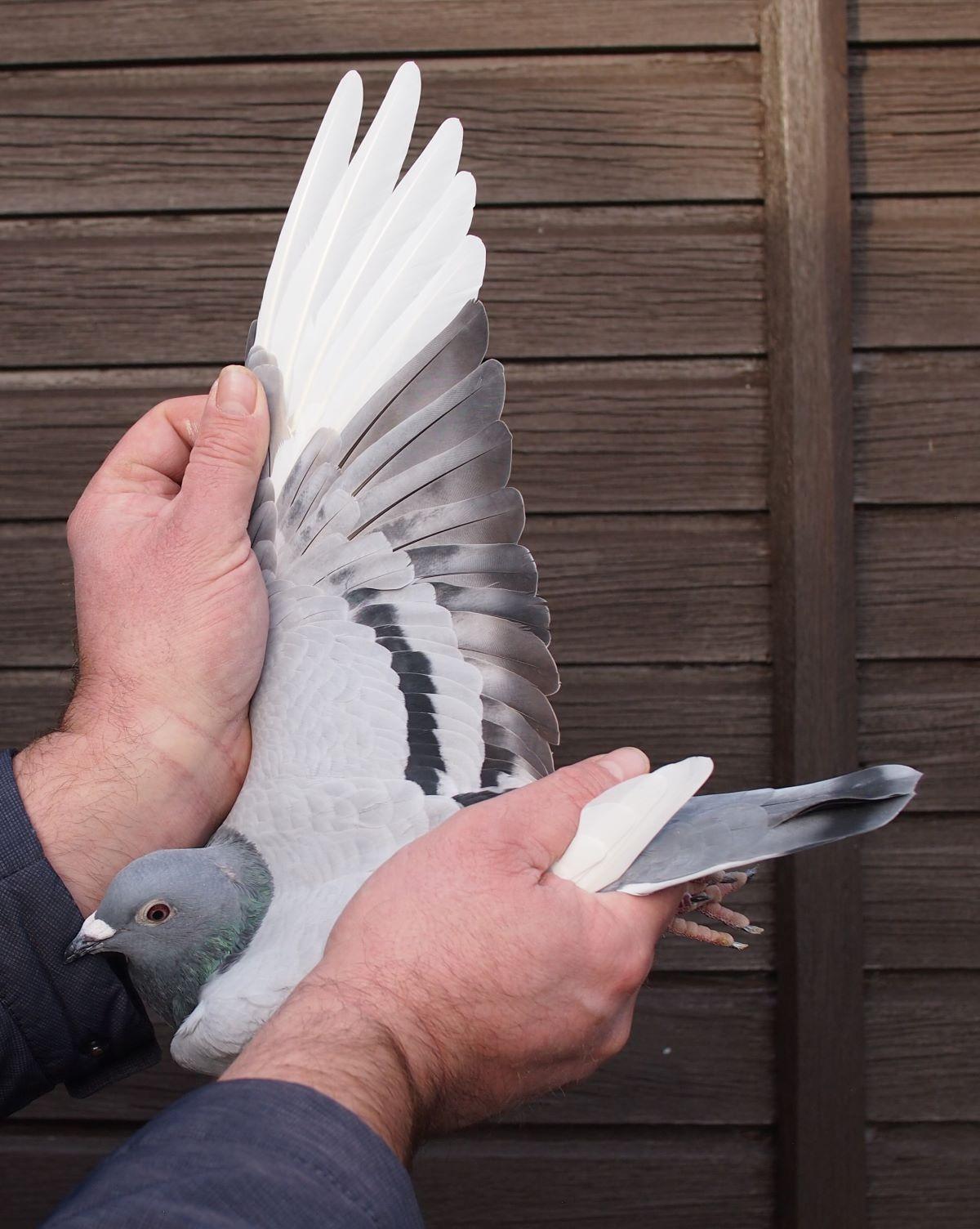 pitts-lambrechts-pigeons-pitts-be23-6018404-404-vleugel1.jpg