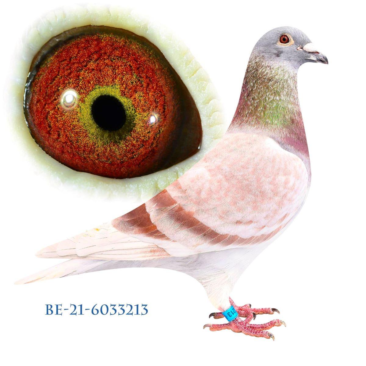 pitts-lbmrechtspigeons-be21-6033213-213-foto1.jpg
