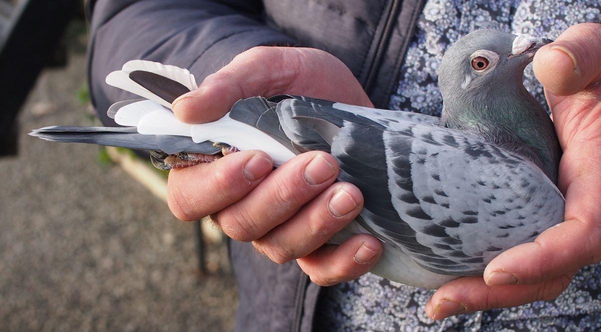 pitts-lambrechts-pigeons-pitts-be21-6033432-chateaurouke-frontaal1.jpg