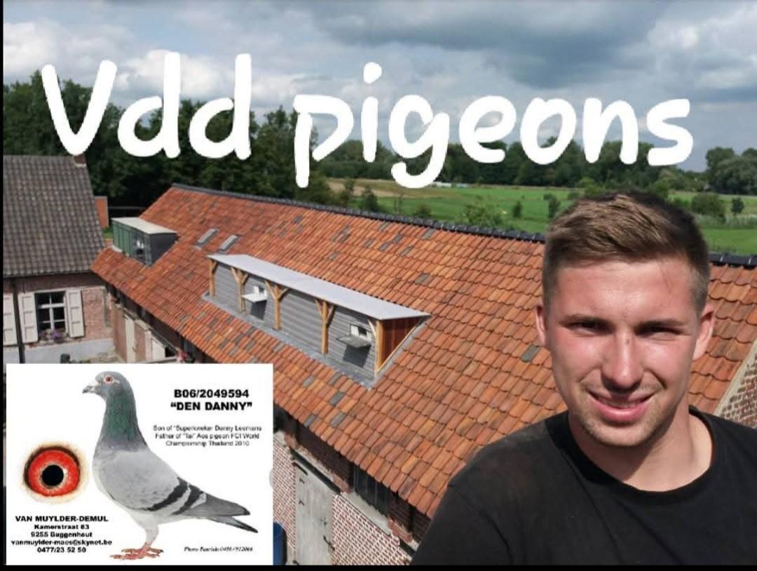 Niels Van den Driessche: aanstormend talent uit de Denderstreek