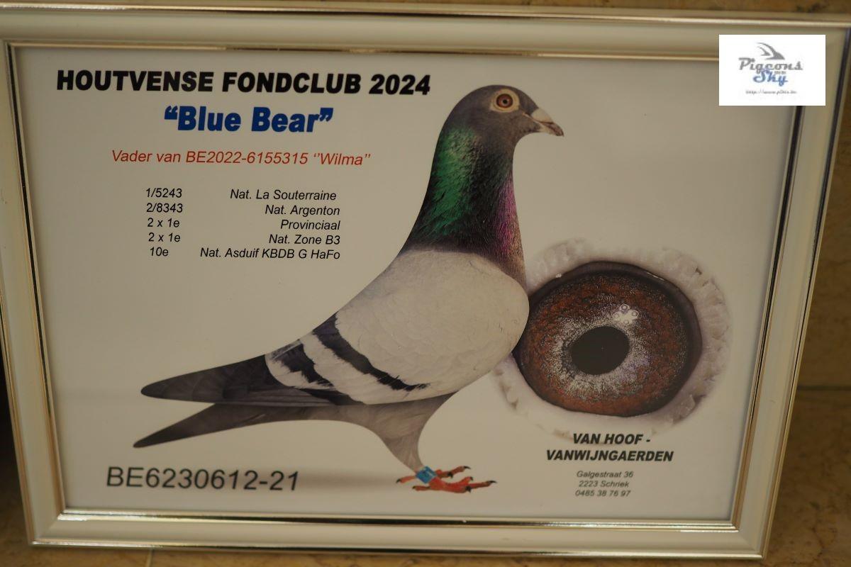 pitts-vhoofvwijngaerden-pitts-be21-6230612-blue-bear-foto-2024.jpg