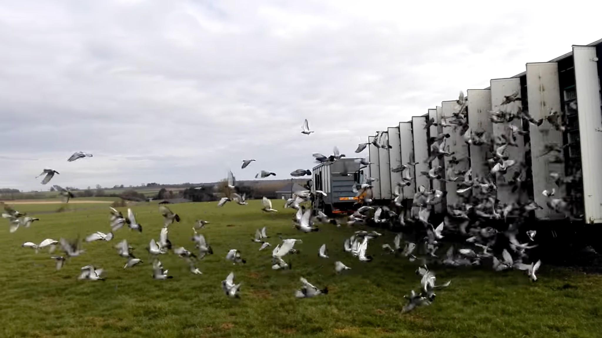 Annulering midweek- en leervluchten