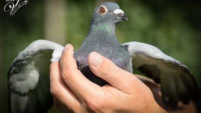 215808-hippollywood_lr1200-bpm_0581-croppedxs.jpg