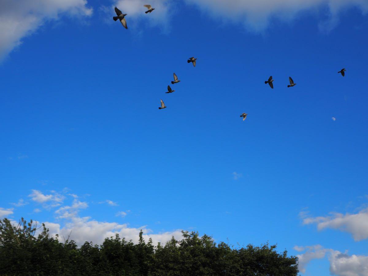 2020-06-29-pitts-lambrechtscarl-lucht-2.jpg