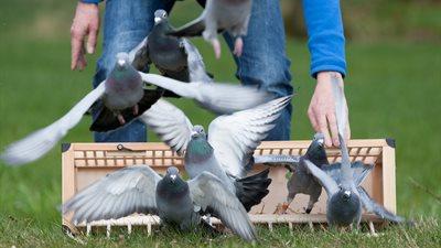 samenspel BeekBUG duivenforum vrij 17 nov