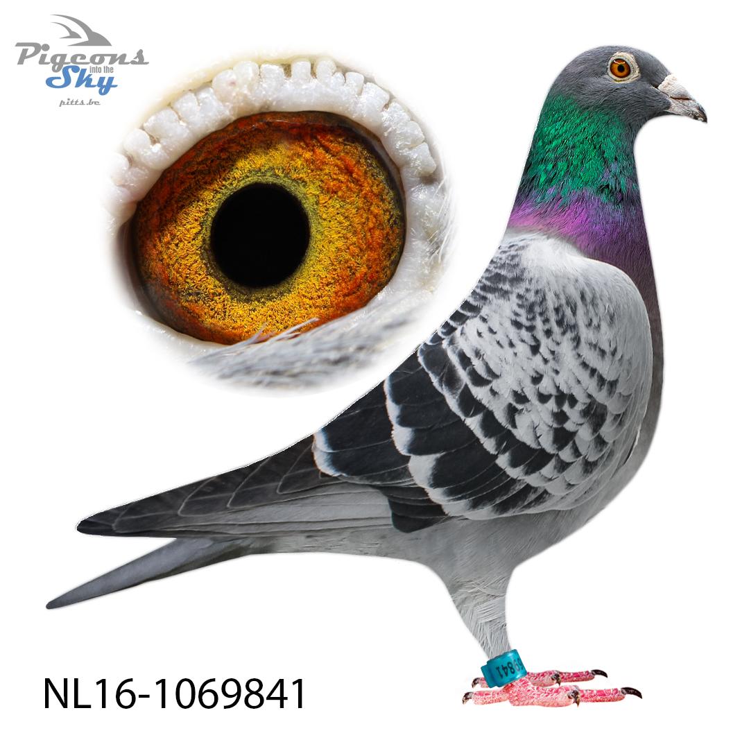 nl16-1069841.jpg