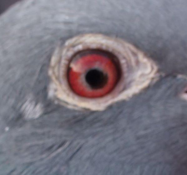 pitts-lambrechts-pigeons-pitts-be22-6032562-562-oog1.jpg