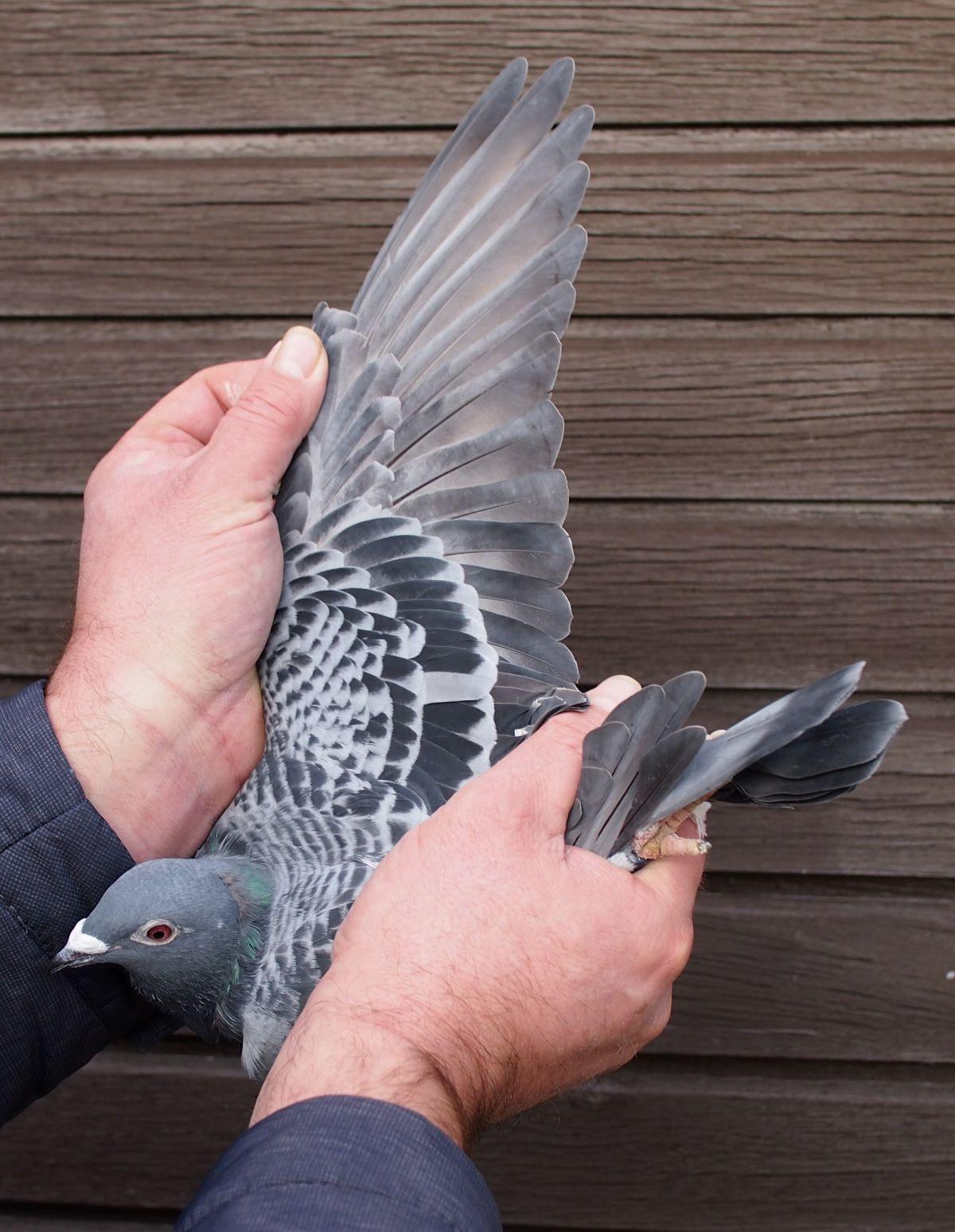 pitts-lambrechts-pigeons-pitts-be22-6032562-562-vleugel1.jpg