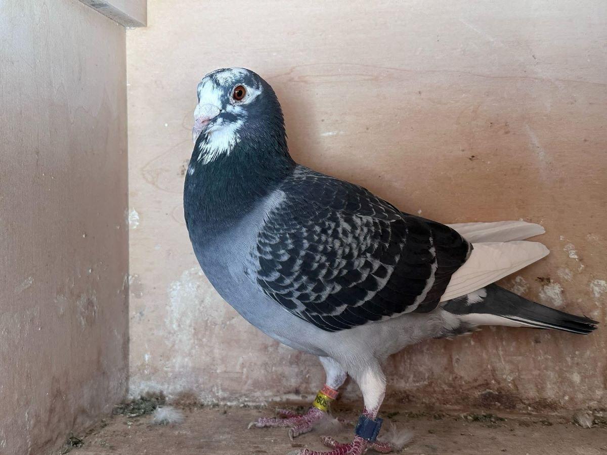 fb-lambrechts-pigeons-14-juli-2.jpg