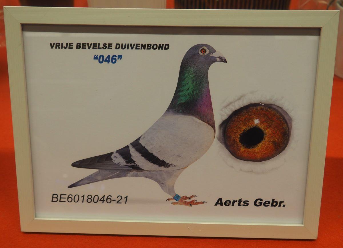 pitts-aerts-gebr-pitts-be21-6018046-046-foto-pitts.jpg