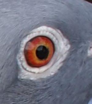 pitts-lambrechts-pigeons-pitts-be23-6018113-den-113-oog1.jpg