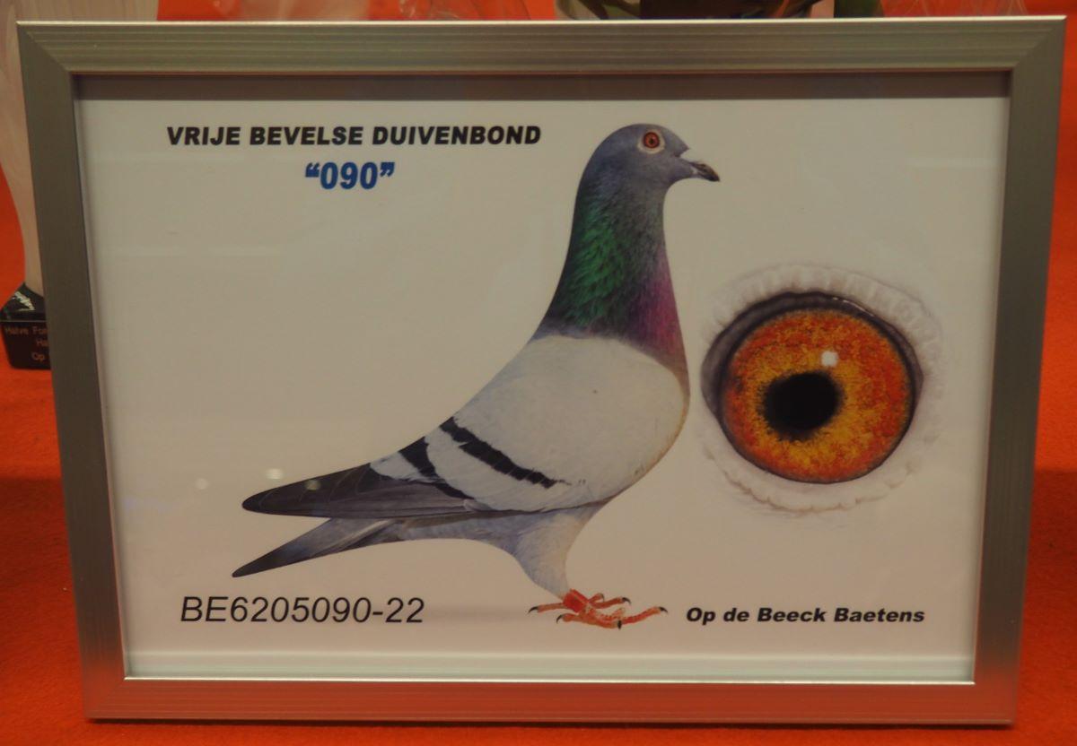 pitts-opdebeeckbaetens-pitts-be22-6205090-090-foto-pitts.jpg