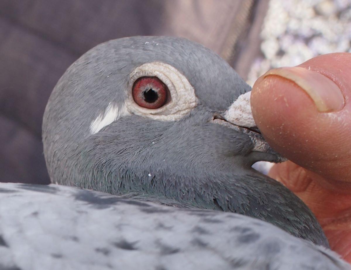 pitts-lambrechts-pigeons-pitts-be21-6033432-chateaurouke-kop1.jpg