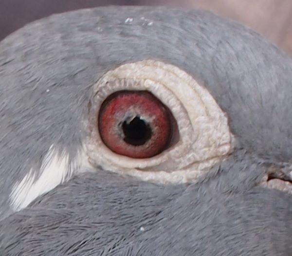 pitts-lambrechts-pigeons-pitts-be21-6033432-chateaurouke-oog1.jpg