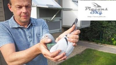 Seizoensoverzicht 2025 Kempenduiven: Robin Van Leuven (Berlaar) /4 Verm