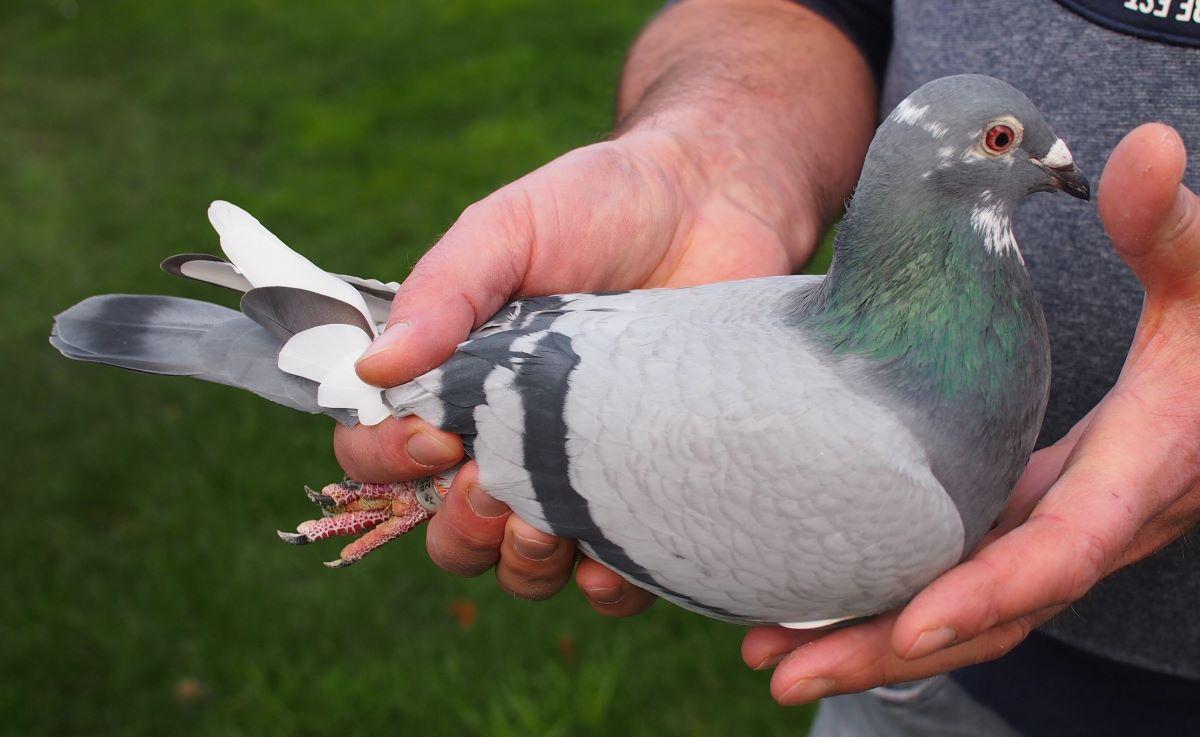pitts-lambrechts-pigeons-pitts-be20-6181836-de-nationaal-frontaal1.jpg