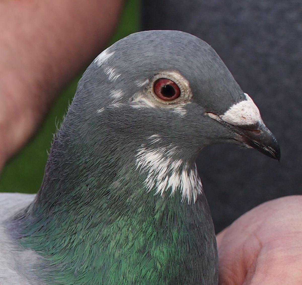 pitts-lambrechts-pigeons-pitts-be20-6181836-de-nationaal-kop1.jpg