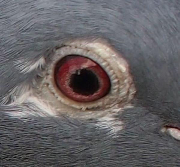 pitts-lambrechts-pigeons-pitts-be20-6181836-de-nationaal-oog1.jpg