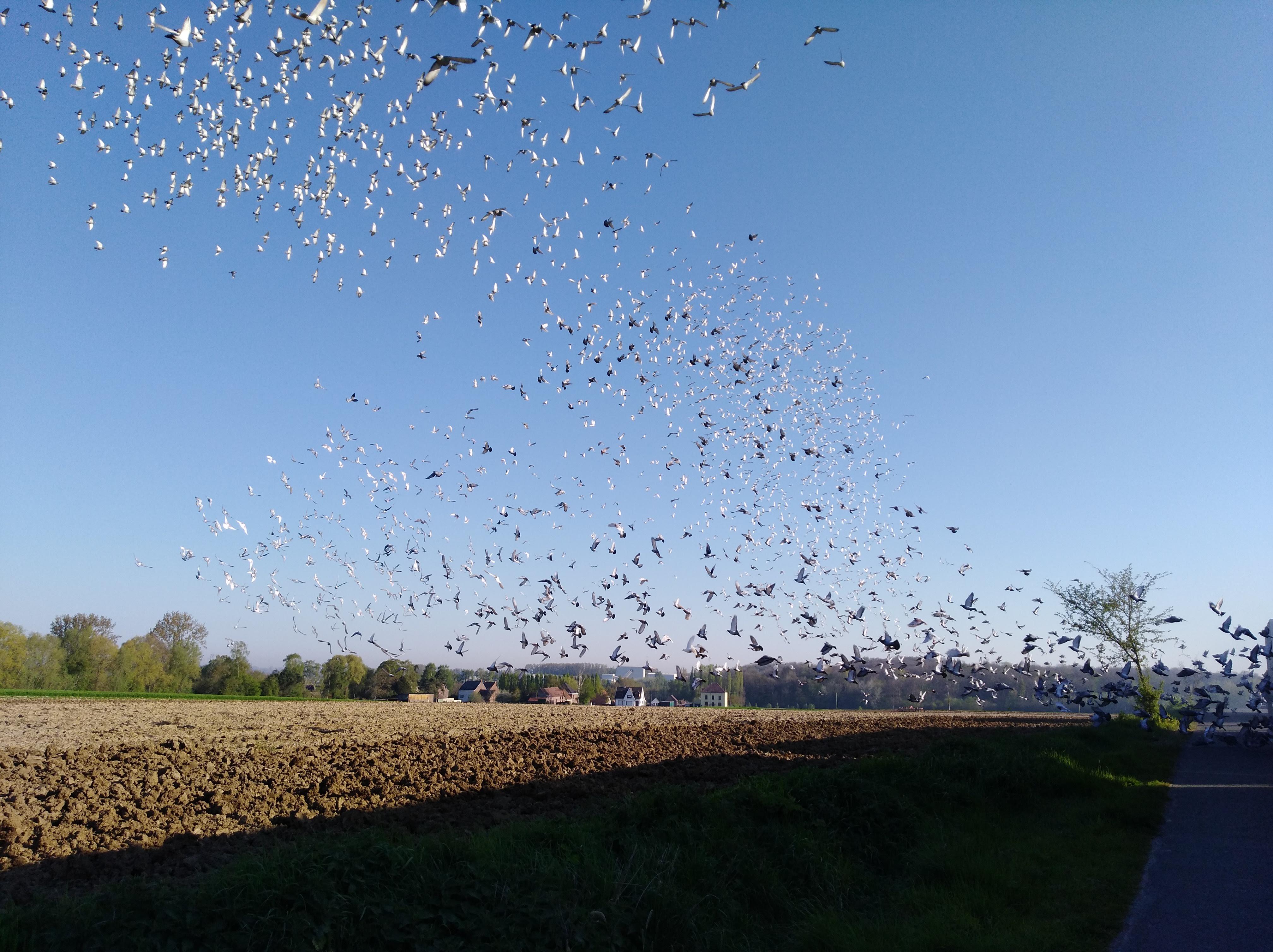 Info Lossingen 11 & 12 mei