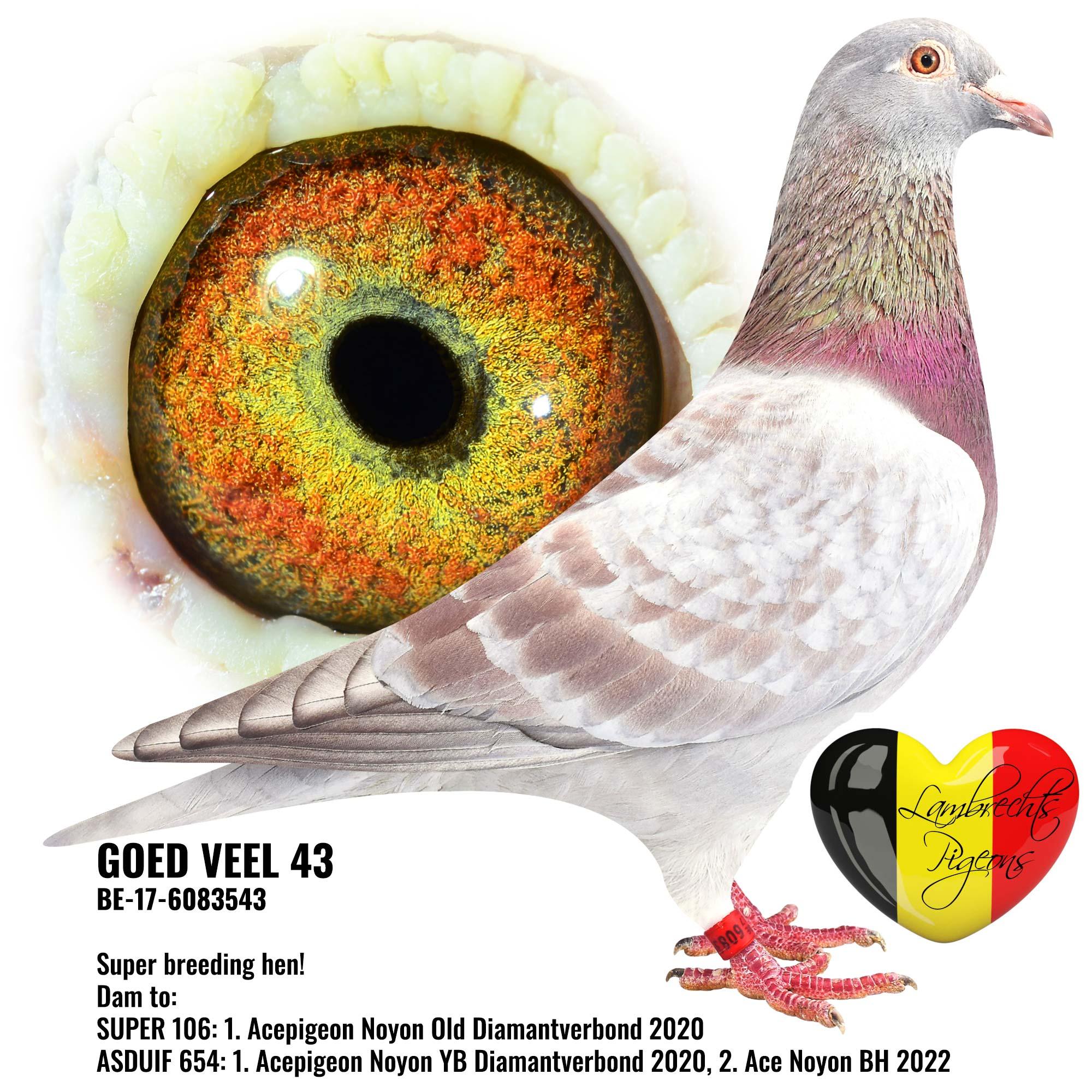 pitts-lambrechtspigeons-be17-6083543-goed-veel-43.jpg