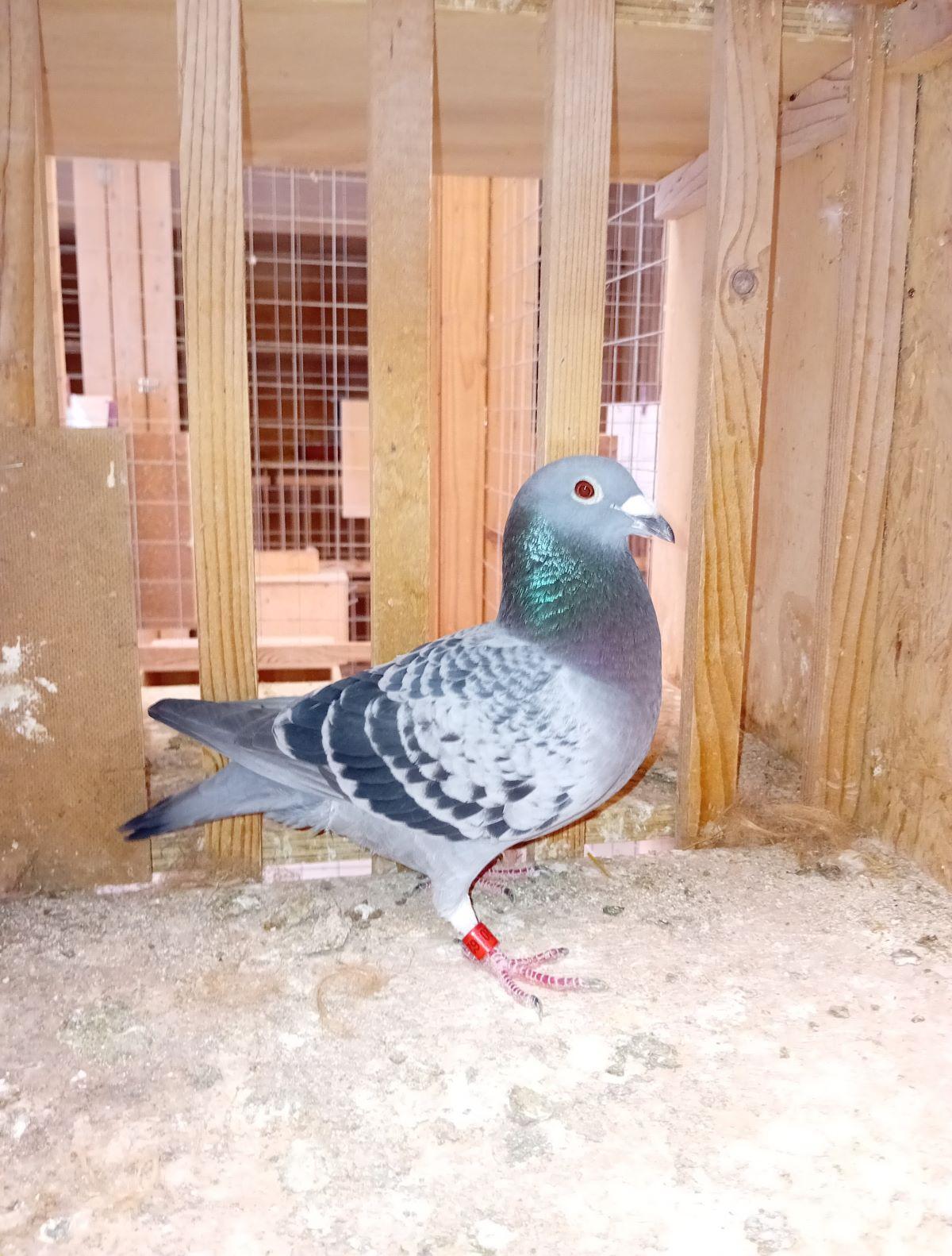 BE22-2056206 'Nova' > 14e NAT/1e ZB4/1e PR Bourges 24 >Jozef Vanwinkel (+Foto/Stamboom)*