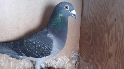 BE21-6087869 '869' 4x Top3 + 1e Noyon >hok Voeten (+Foto)