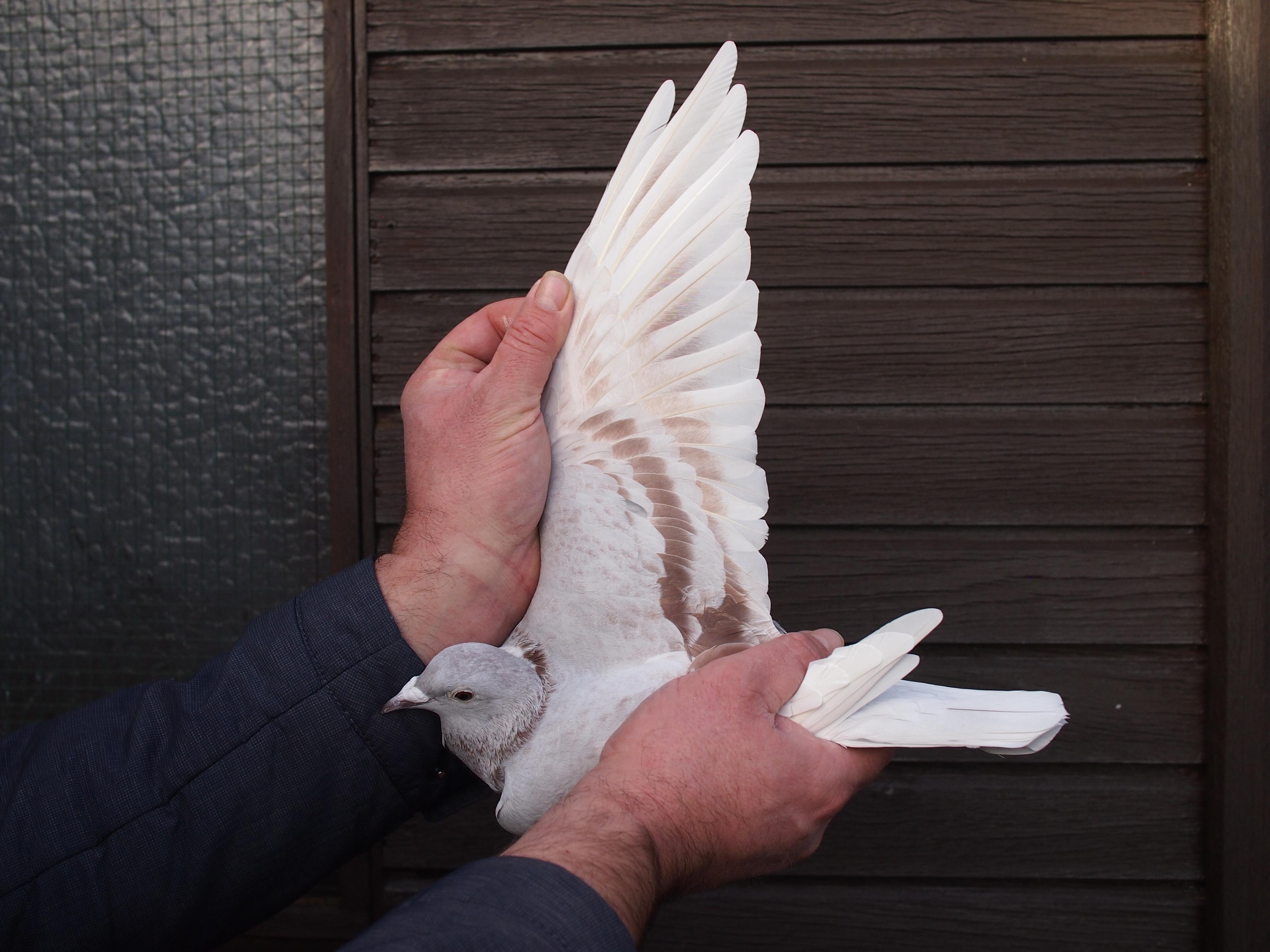 pitts-lambrechts-pigeons-pitts-be22-6032547-547-5.jpg