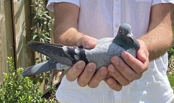 BE22-6136878 'Elisabeth' > 3e NAT/1e ZB3/1e PR Bourges 24 >Wim Verbeeck (+Foto/Stamboom)