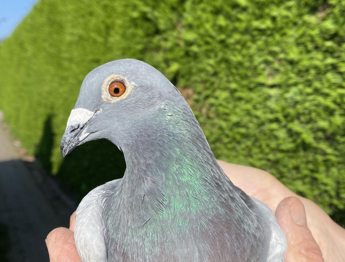 BE22-4072079 'Gianni' > 1e INTPR/1e PR Chateauroux 24 OVV >Germain De Paepe (+Foto/Stamboom)