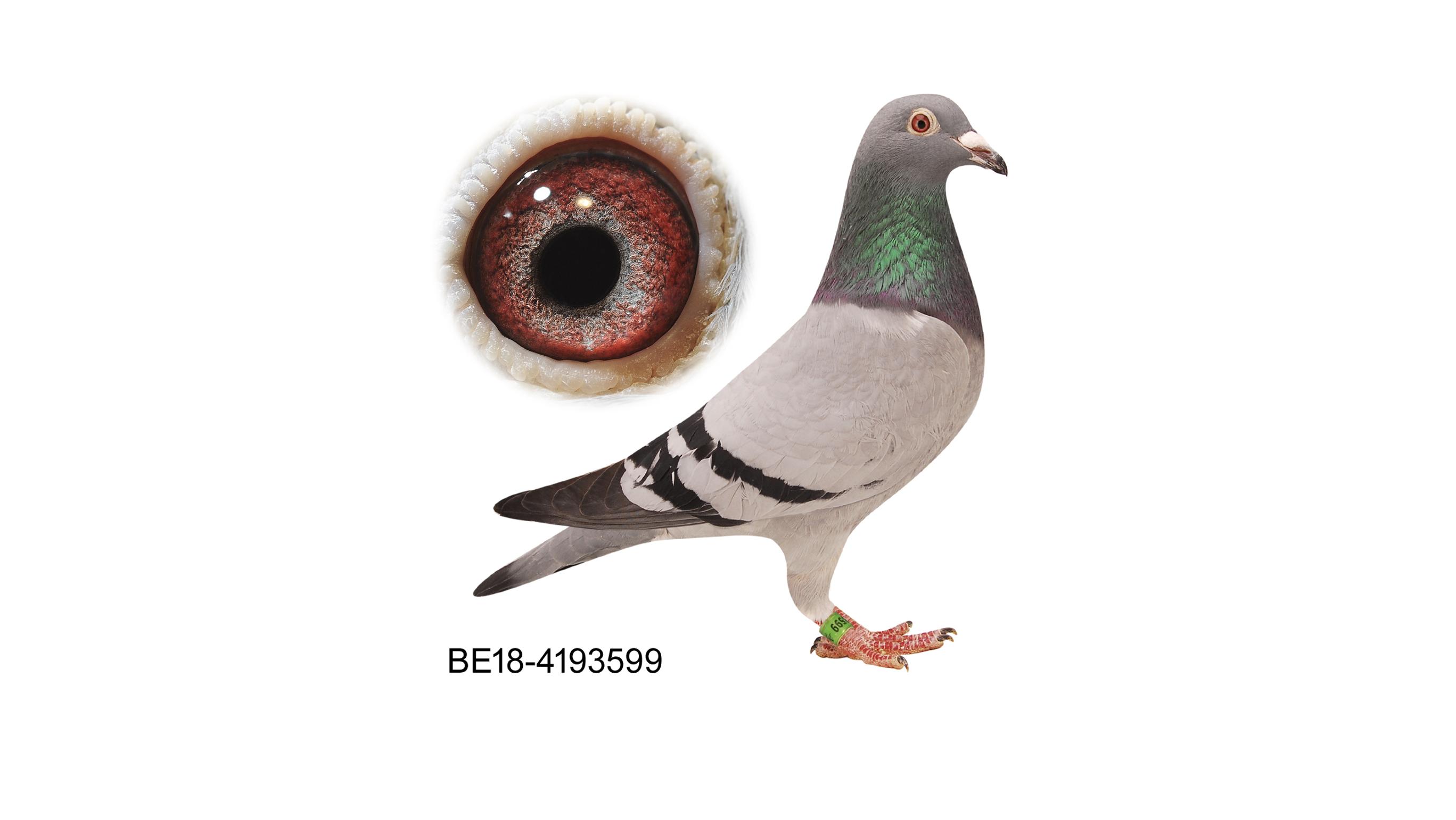 >> Volle zus