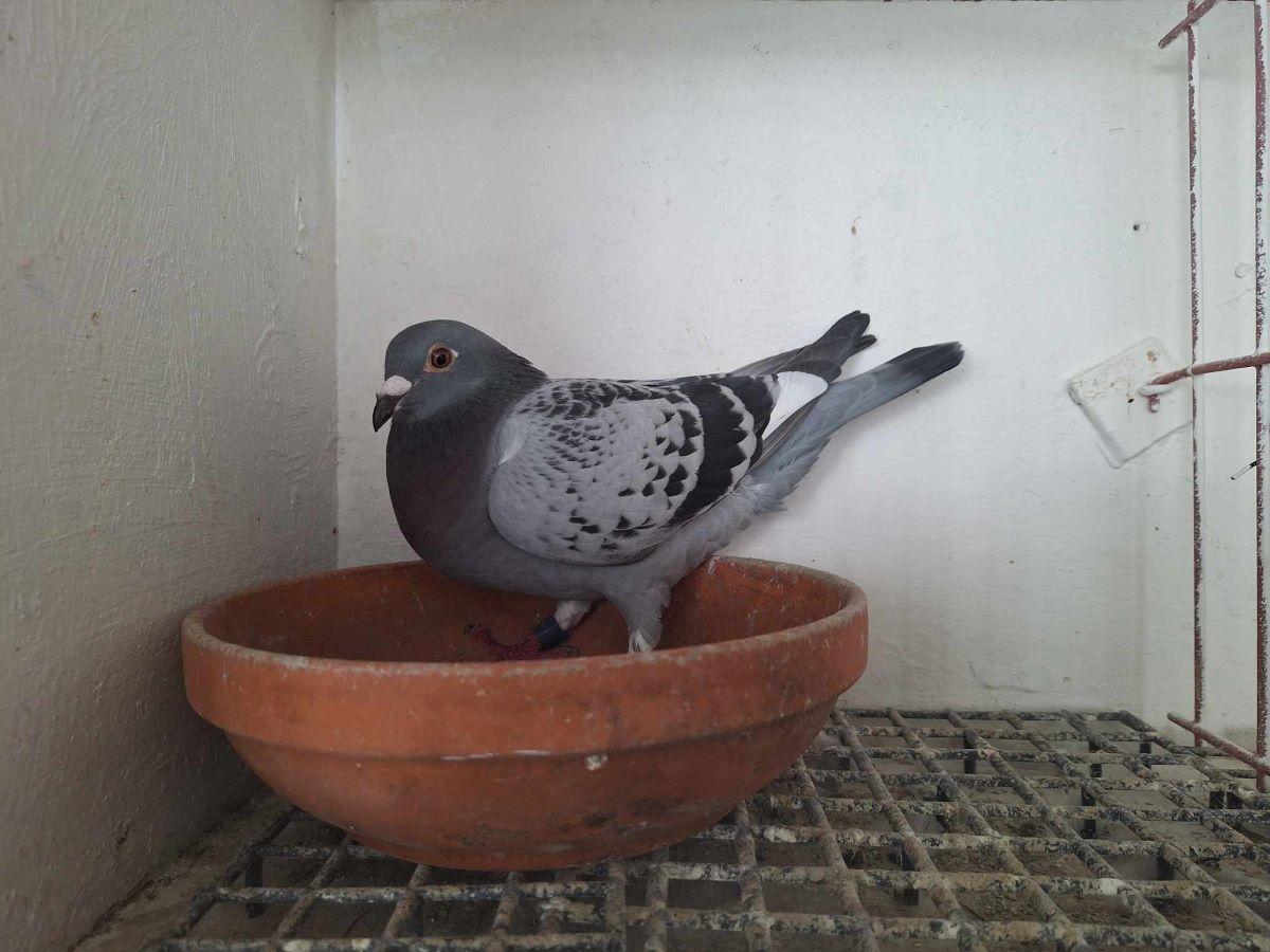 BE22-5099385 '385' >1e BU/6e PR Valence 24 >CRIST IONUT TODERASCU (+Film/Foto)