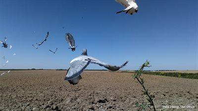 Reisduif APPELTERRE: circulaire zon 7/07