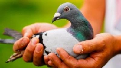 BE22-2070305 'Miss Argenton' > 1e NAT/1e B4/1e PR Argenton II 24 >Wim & Bert Janssens (+Film/Foto/Stamboom)*