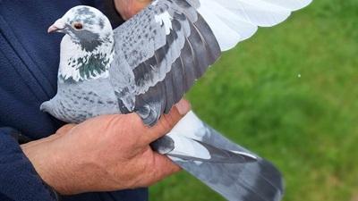 BE21-3018387 'Velleke' > 1e A1/4e PR Valence II 24 >hok Gino & Elise & Paulien Buffel (+Foto/Stamboom)*