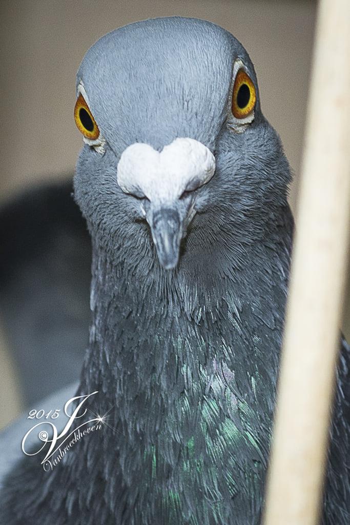 De terugkeer van de “verloren zoon” naar den “berg”.