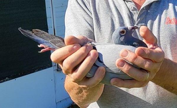 BE23-5064807 'Dochter 5e Olympiade' > 3e NAT/3e B2/1e PR Tulle II 24 >Johny Janssens (+Foto/Stamboom)*