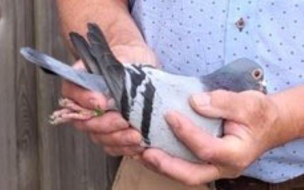 BE23-4121001 'Mathieu' > 18e NAT/1e B1/4e PR Bourges II 24 >Huib van der Maas (+Foto/Stamboom)*