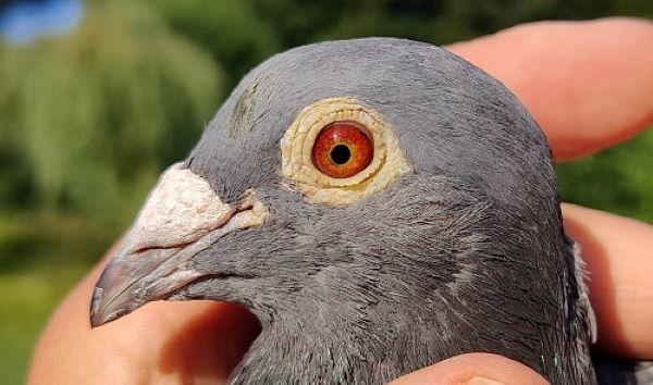 BE22-6020017 'Black Puncher' > 2e NAT/1e B2/2e PR Bourges II 24 >hok Jos Vercammen (+Foto/Stamboom)*